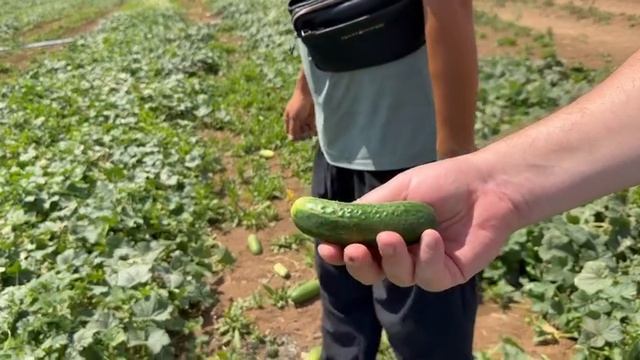 Применение Стартеко на полевых огурцах смотреть онлайн