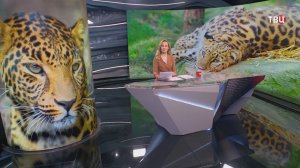 Самка дальневосточного леопарда Грация стала прабабушкой