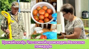 Урожай попёр! Что со мной происходит? Малосолю помидоры. Три дня без огорода