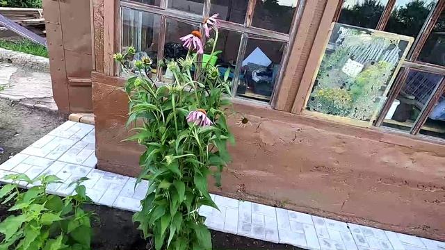 Зацвел многолетний цветок эхинацея