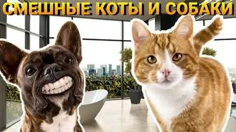 Смешные и забавные животные 😻😺 Лучшие приколы с животными 🐶 смотреть онлайн
