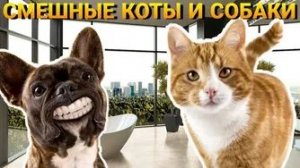 Смешные и забавные животные 😻😺 Лучшие приколы с животными 🐶