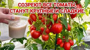 Томаты краснеют на глазах! Натуральный рецепт без химии!