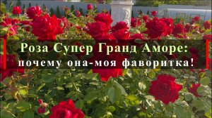 Роза Супер Гранд Аморе: почему она-моя фаворитка!