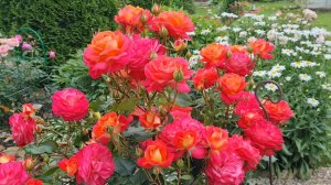 Жара на даче!🌞Клубничный коктейль🍓На озере. Розы🌹Петунии🌺 Новая дорожка.Теплица🍅/12-13.07.26/