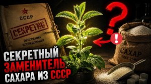 Слаще сахара в 300 раз. СССР засекретил программу - а оно до сих пор растёт у вас под носом