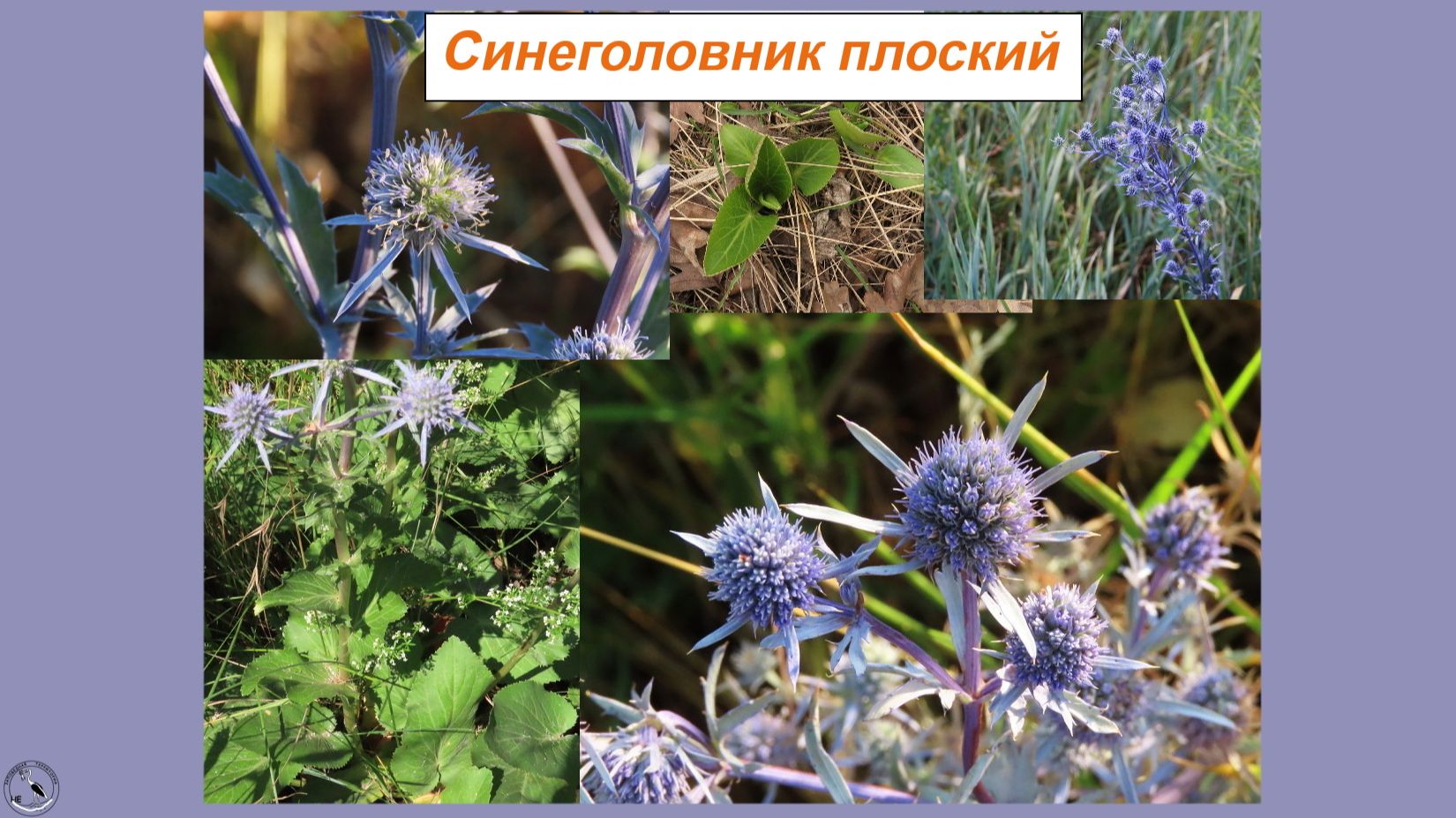 Синеголовник плоский - яркая колючка в степи. Чёртогон смотреть онлайн