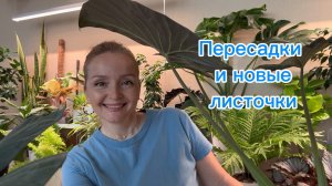 Пересадки и новые листочки💚