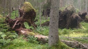 Карелия. Маленькая прогулка