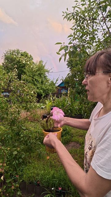Жена и кактус против меня и яблони 🍏 Жена и кактус против меня и яблони 🍏