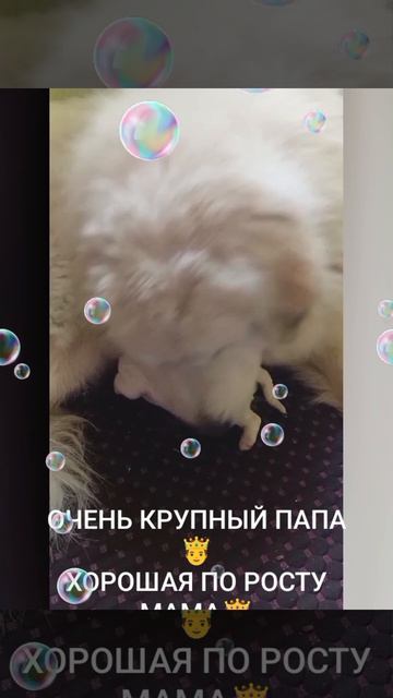 пиренейская горная собака