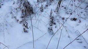 Новые угодья. Нашли избу в тайге и заночевали в ней.