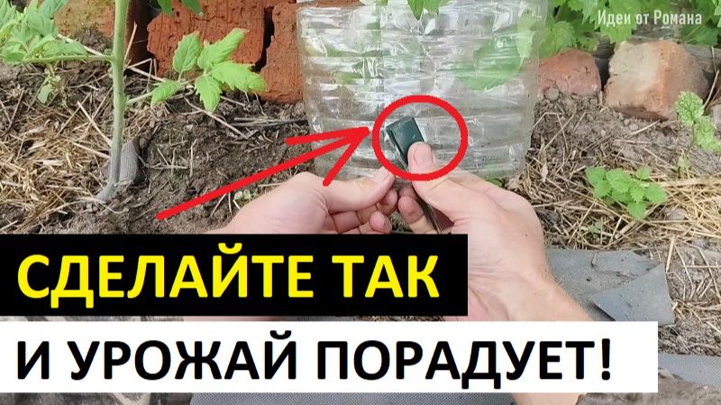 Как легко увеличить урожай помидоров и огурцов
