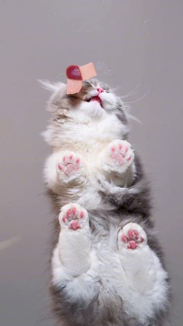 кот кушает асмр