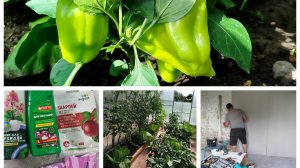 ВОТ ЭТО УРОЖАЙ 🌶️ покупки // хозяйство // деревенские будни