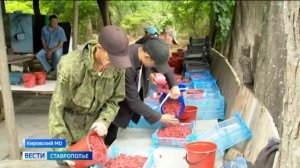 Малиновый край: на Ставрополье начинается сезон сбора ценной ягоды