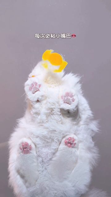 кот кушает