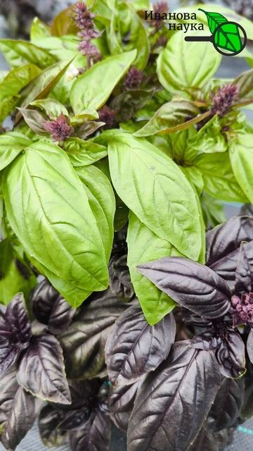 🌿 Вся правда, как получить ароматный БАЗИЛИК без стрелок ✂️ 💚 Пышная зелень всё лето! Мой секрет