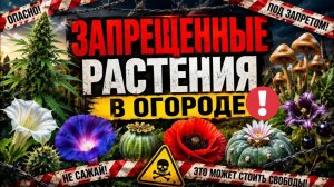Посадил - получил ШТРАФ? Топ-15 запрещенных растений на даче