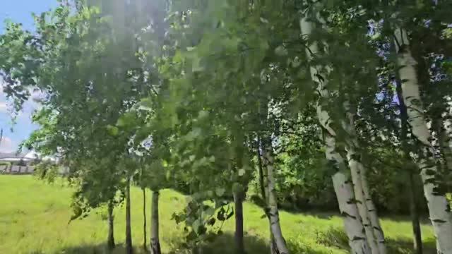 От чего так березы шумят