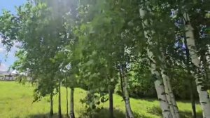 От чего так березы шумят
