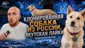 Клонированная собака из России, Якутская лайка