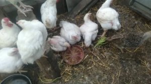 Хотела спасти, вылечить, но лучшее средство оказалось - топор...😪 А сливы уже созрели, самые ранние