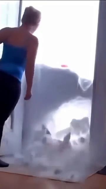 Cat Cute Catvideo Cutecat Funnyvideo Funny Pets