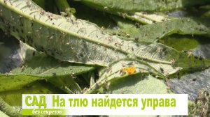 Как бороться с тлей