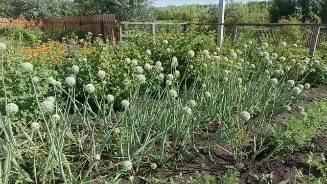 Моя матушка-земля ❤. "Полынь-трава, матушка-земля"/ Сысоева Олеся смотреть онлайн