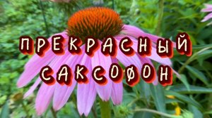 Прекрасный саксофон, подборка красивой инструментальной музыки