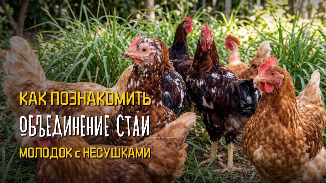 Как подружить МОЛОДОК и НЕСУШЕК? Мирный метод! 🕊️🐔