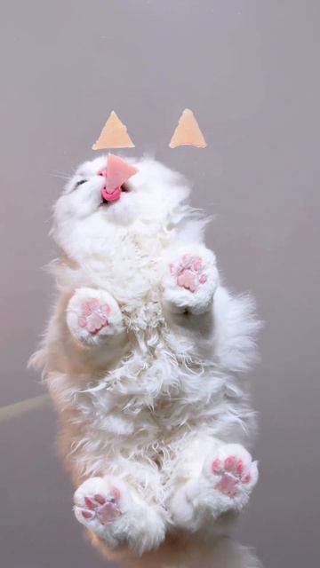 кот кушает