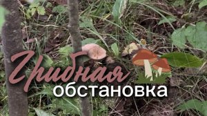 Грибная обстановка. Пошли на разведку в лес