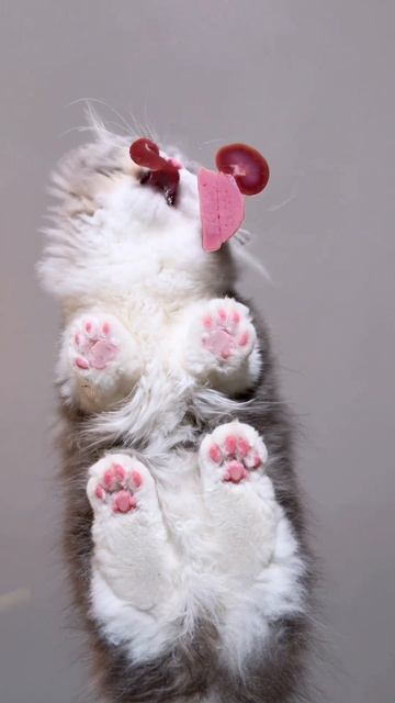 кот кушает асмр