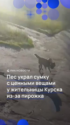 Пес украл сумку с ценными вещами у жительницы Курска из-за пирожка