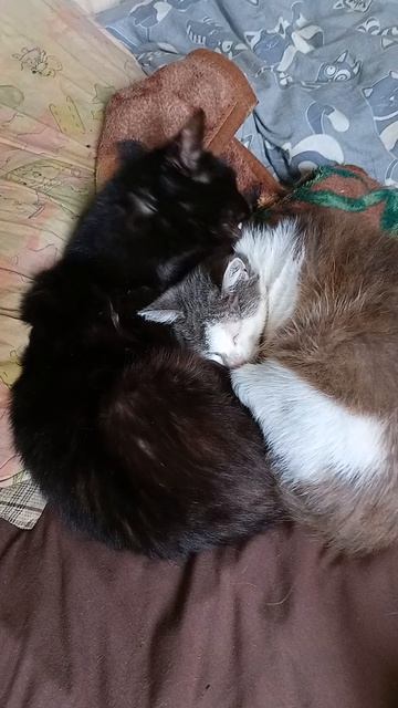 Мои кисули 🐱🐱. VID20260528122415