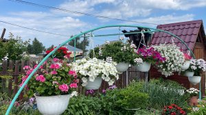🏡 Огородно-тепличный Vlog. Убираю листья с томатов. Морковь идет в дудку. Горох поспел ))