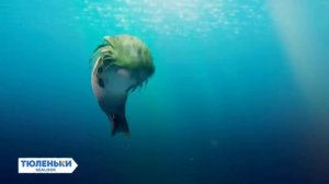 Тюленьки: 4 серия: Русалка из водорослей!