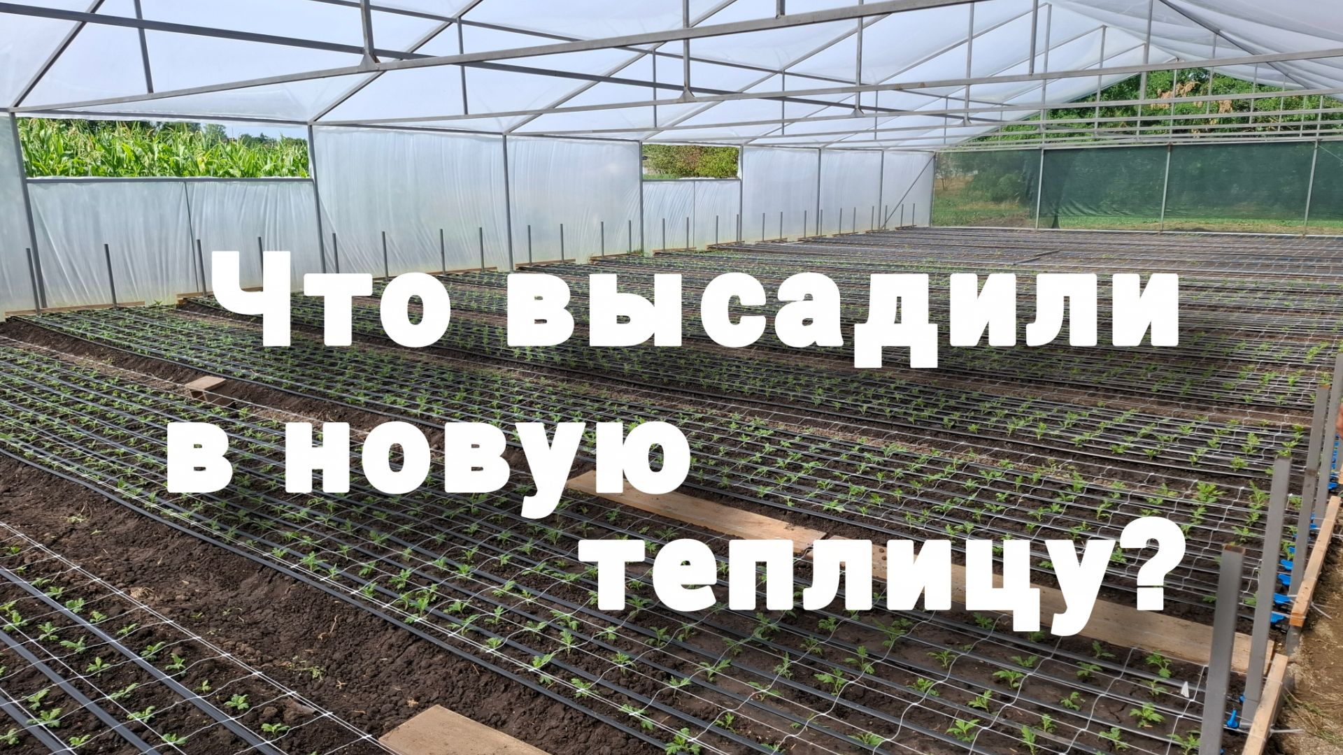 #266 Заселяем новую теплицу жильцами. смотреть онлайн