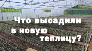 #266 Заселяем новую теплицу жильцами.