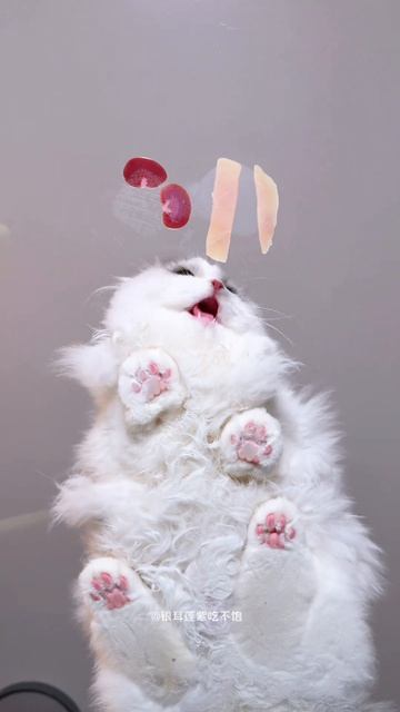 кот кушает