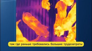 Современные технологии в животноводстве и птицеводстве Китая