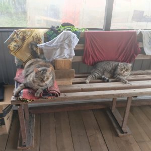 кот