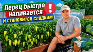 Перец моментально начинает наливаться на глазах - нужная подкормка!
