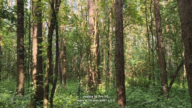 Подмосковный лес, июль 🌲🌳☀️🌲🌳 15.07.2026