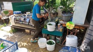 закрываем огурцы 🥒 на зиму