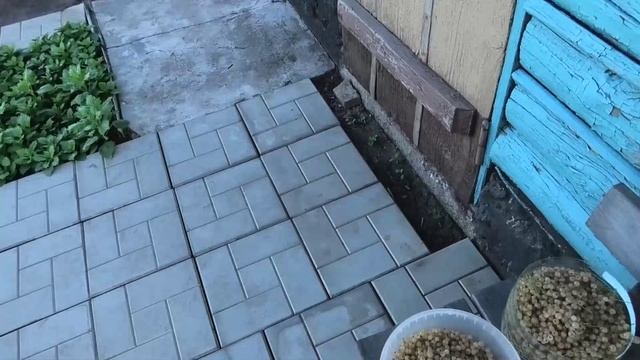 Сбор белой смородины 4 л, 16 июля.