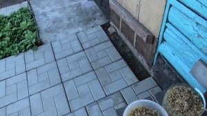 Сбор белой смородины 4 л, 16 июля.