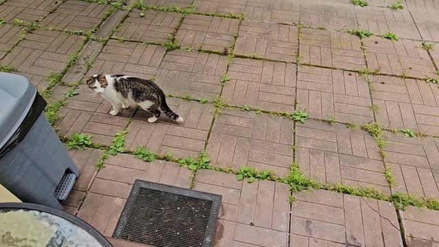 Этого не может быть! Клёпа прибегал, худой, но беленький 🐈 смотреть онлайн
